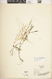 Cuscuta campestris image