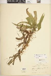 Cuscuta campestris image