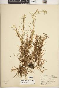 Cuscuta coryli image