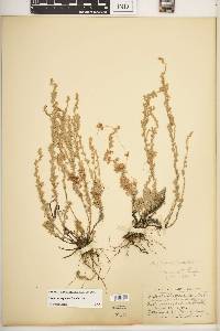 Cuscuta cuspidata image