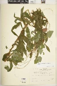 Cuscuta gronovii var. gronovii image