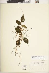 Cuscuta gronovii image