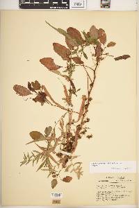 Cuscuta gronovii var. gronovii image