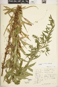 Cuscuta gronovii var. gronovii image