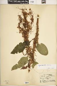 Cuscuta gronovii var. gronovii image