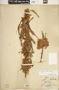 Cuscuta gronovii var. gronovii image