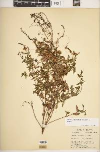 Cuscuta gronovii var. gronovii image