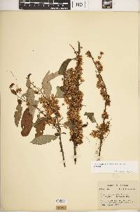 Cuscuta gronovii var. gronovii image