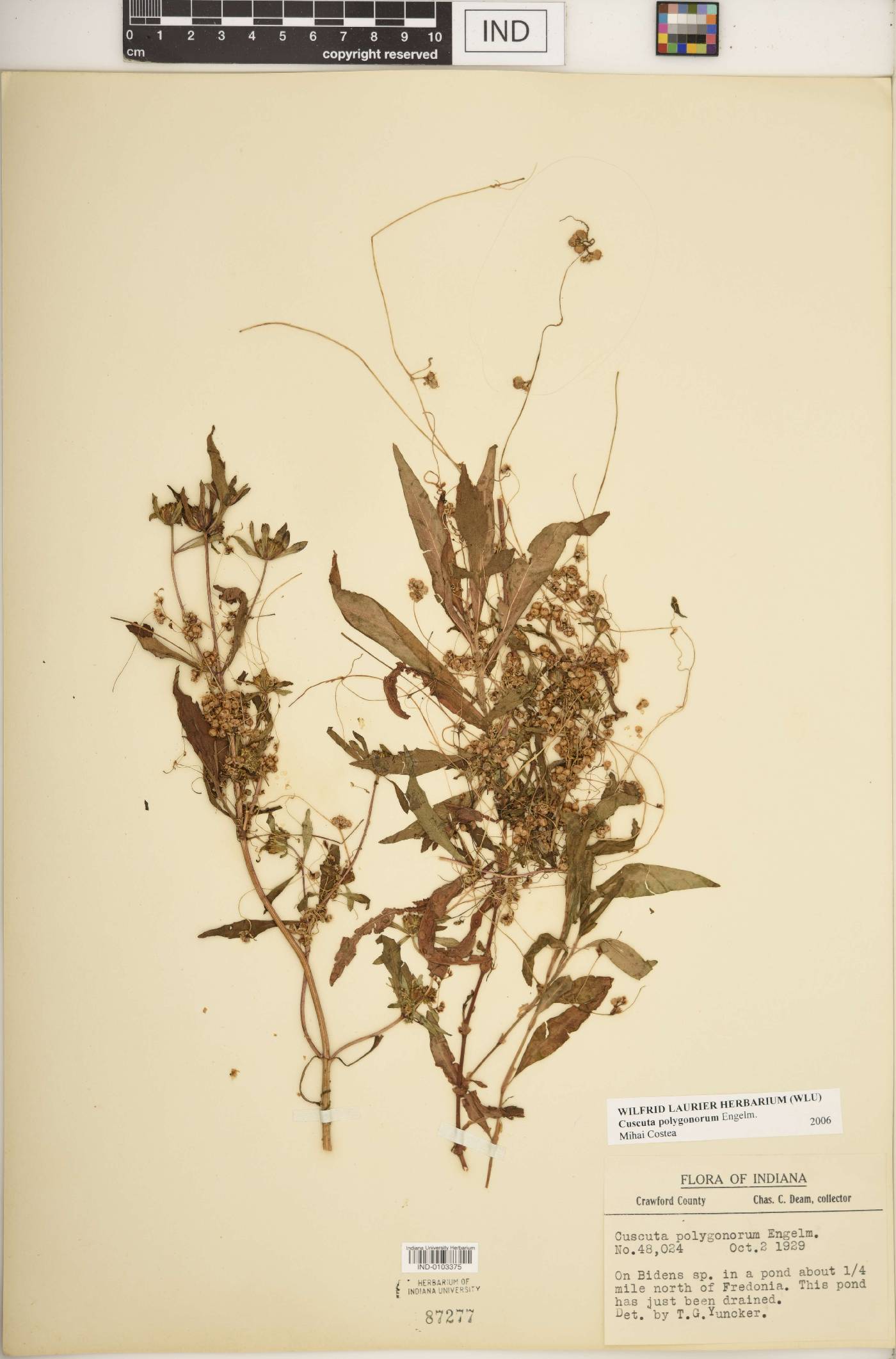 Cuscuta polygonorum image