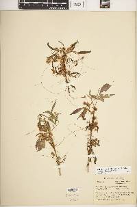 Cuscuta polygonorum image