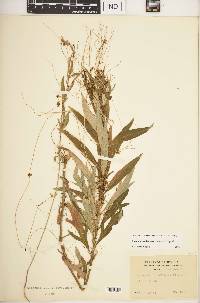 Cuscuta ceanothi image