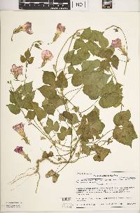 Ipomoea hederacea image