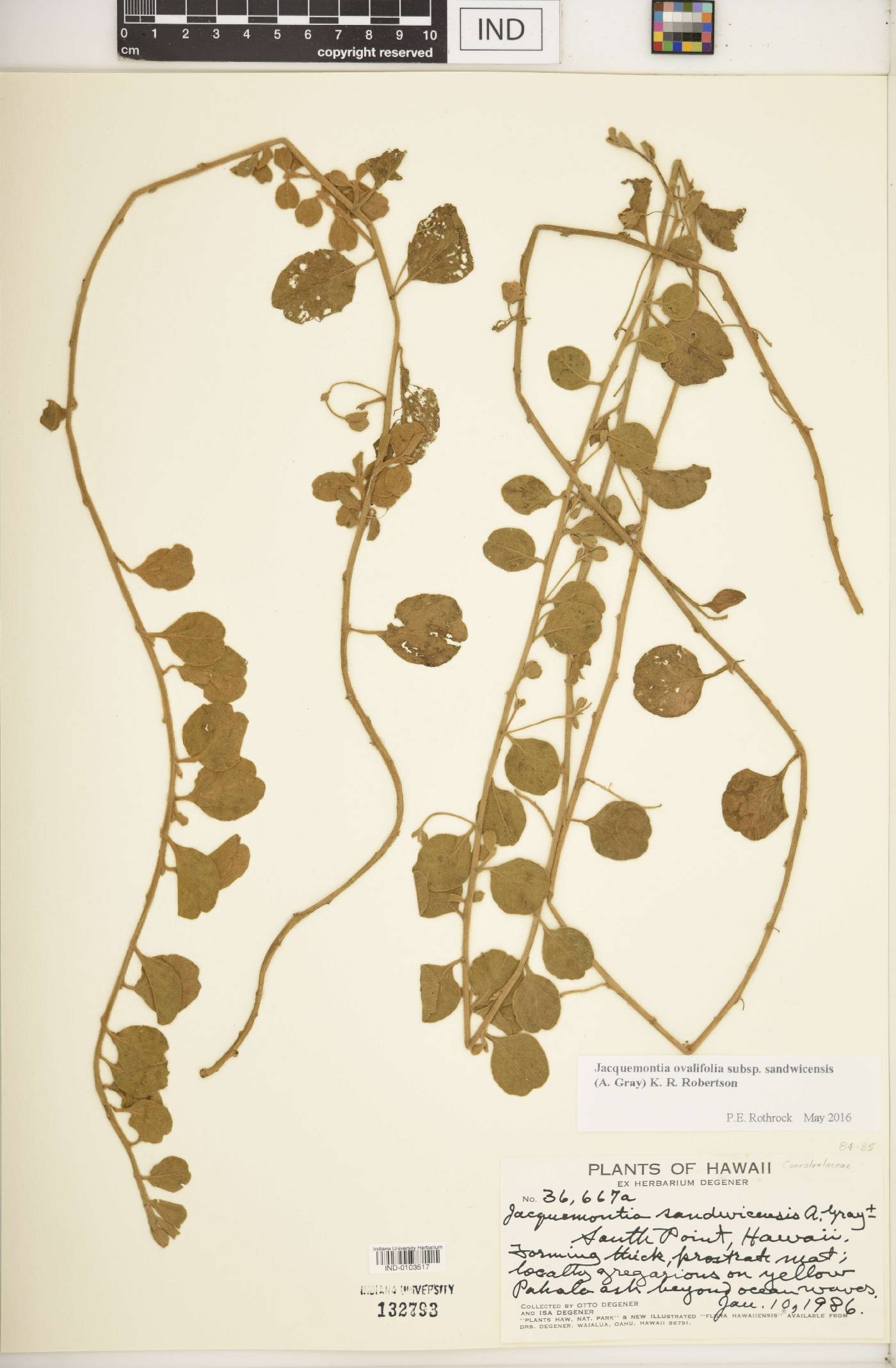 Jacquemontia ovalifolia image