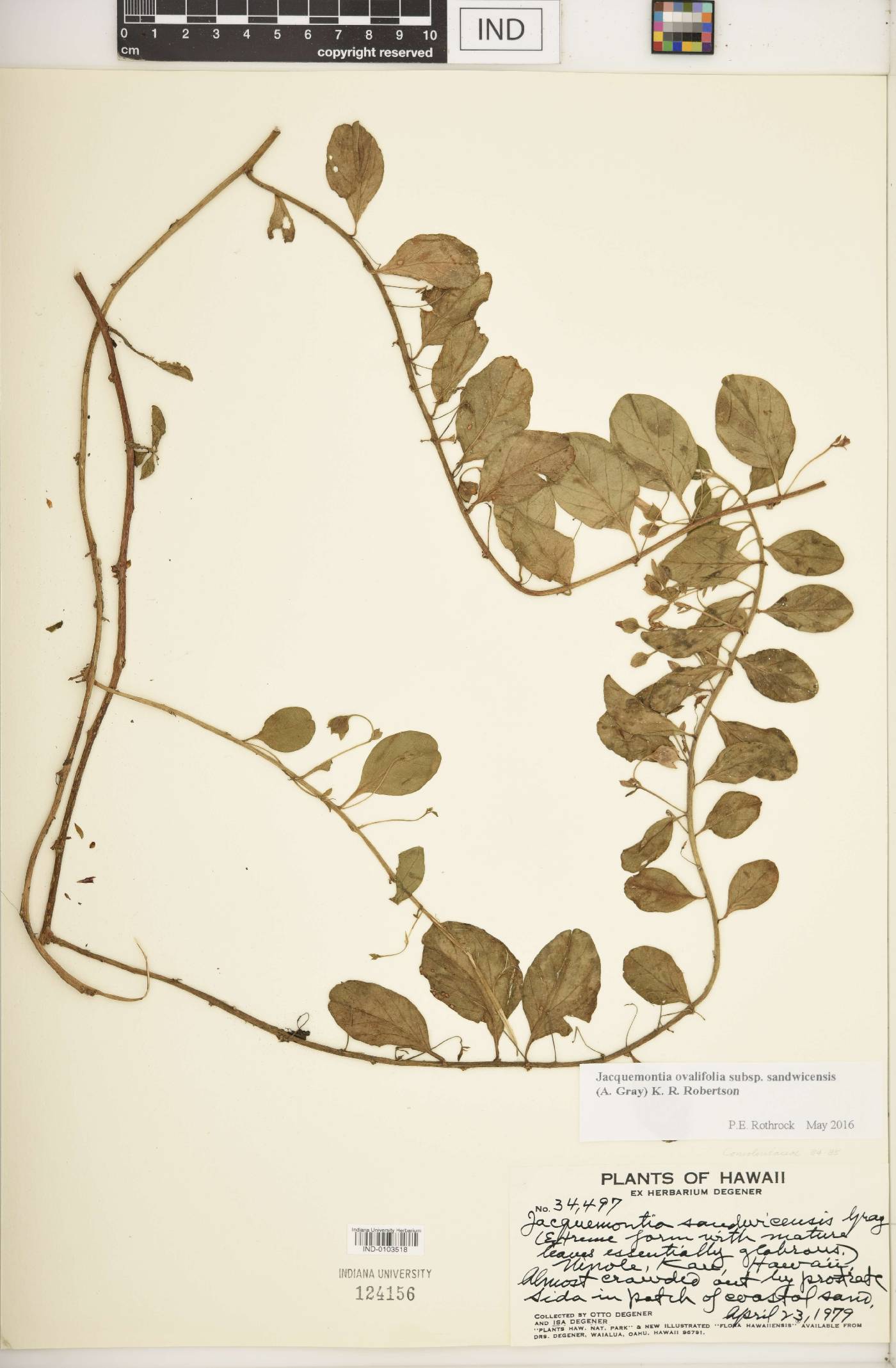 Jacquemontia ovalifolia subsp. sandwicensis image