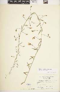Stylisma patens subsp. angustifolia image