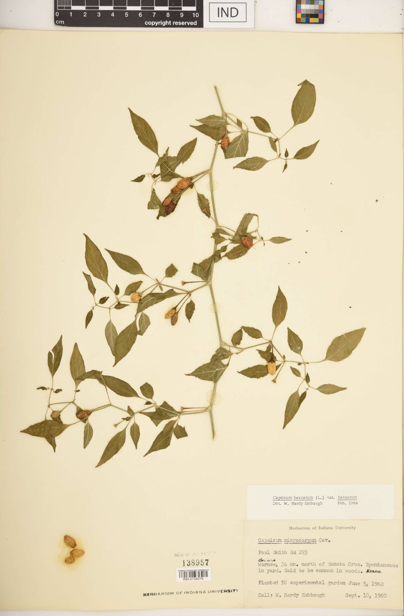 Capsicum baccatum var. baccatum image