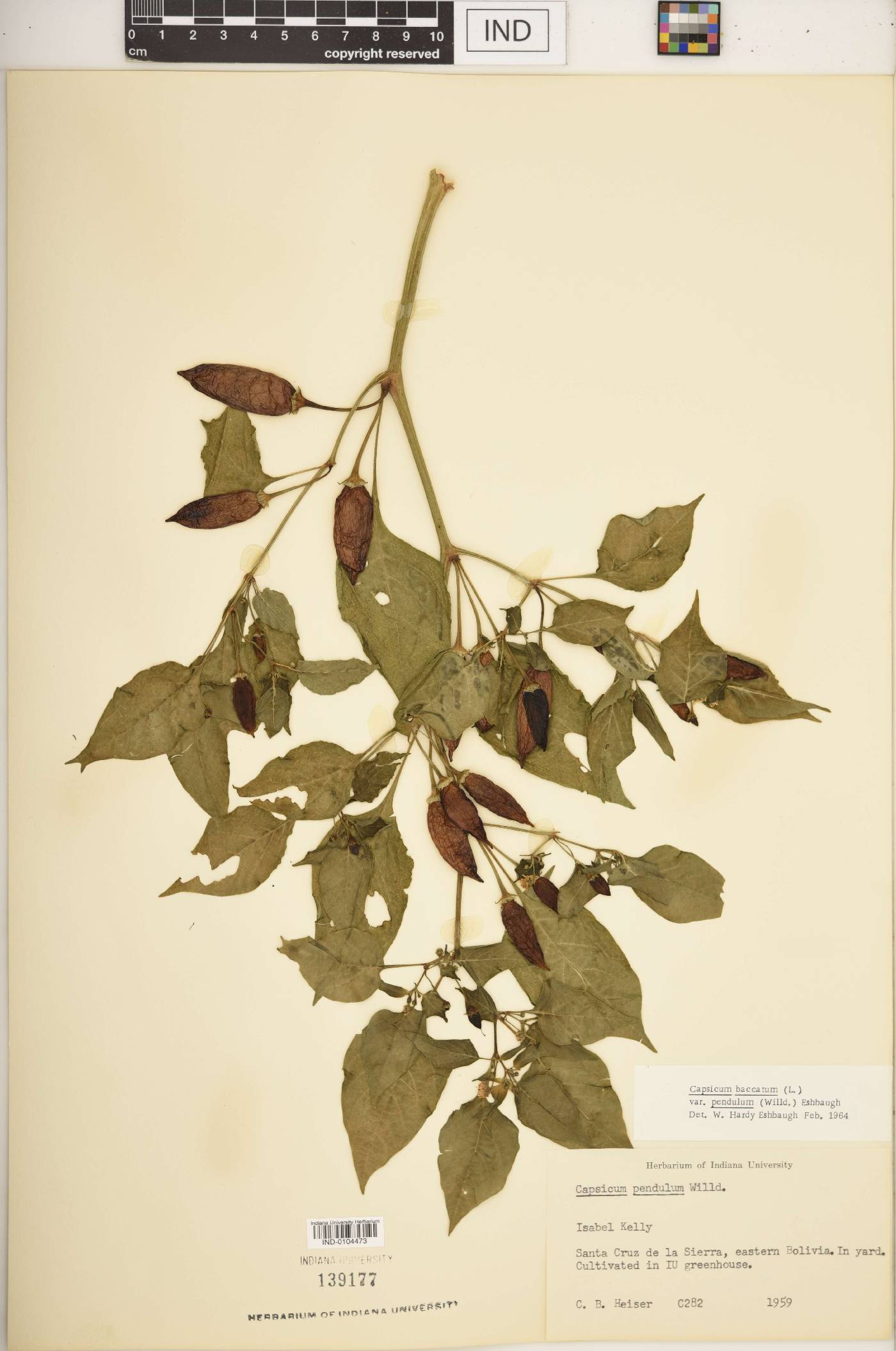 Capsicum pendulum image