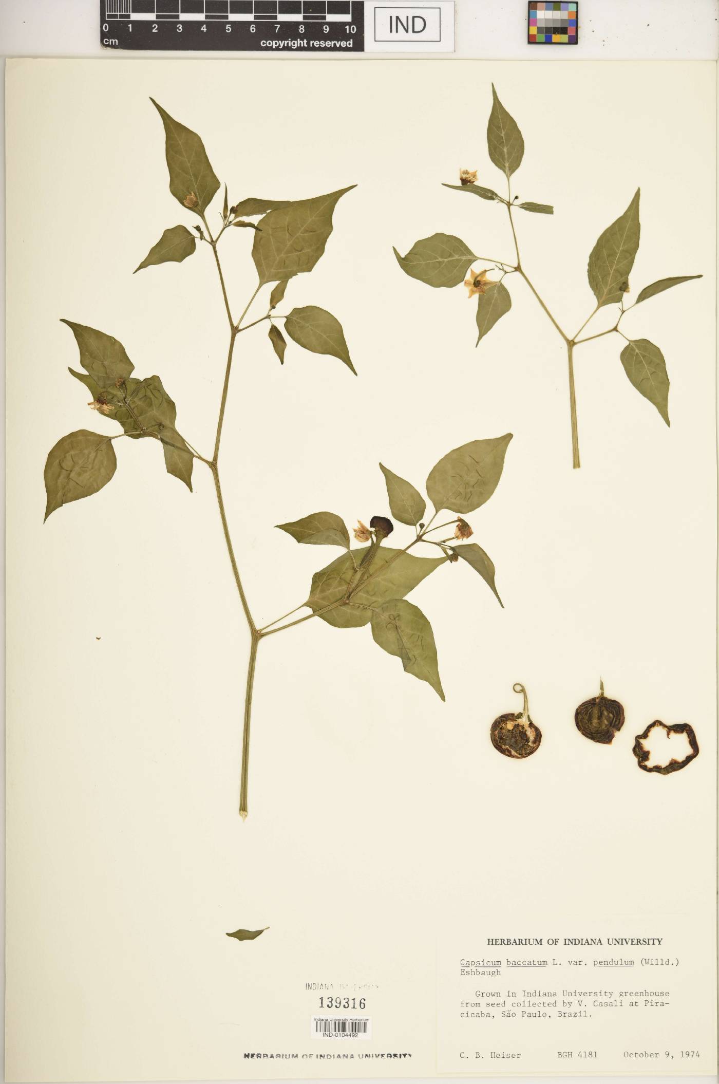 Capsicum pendulum image