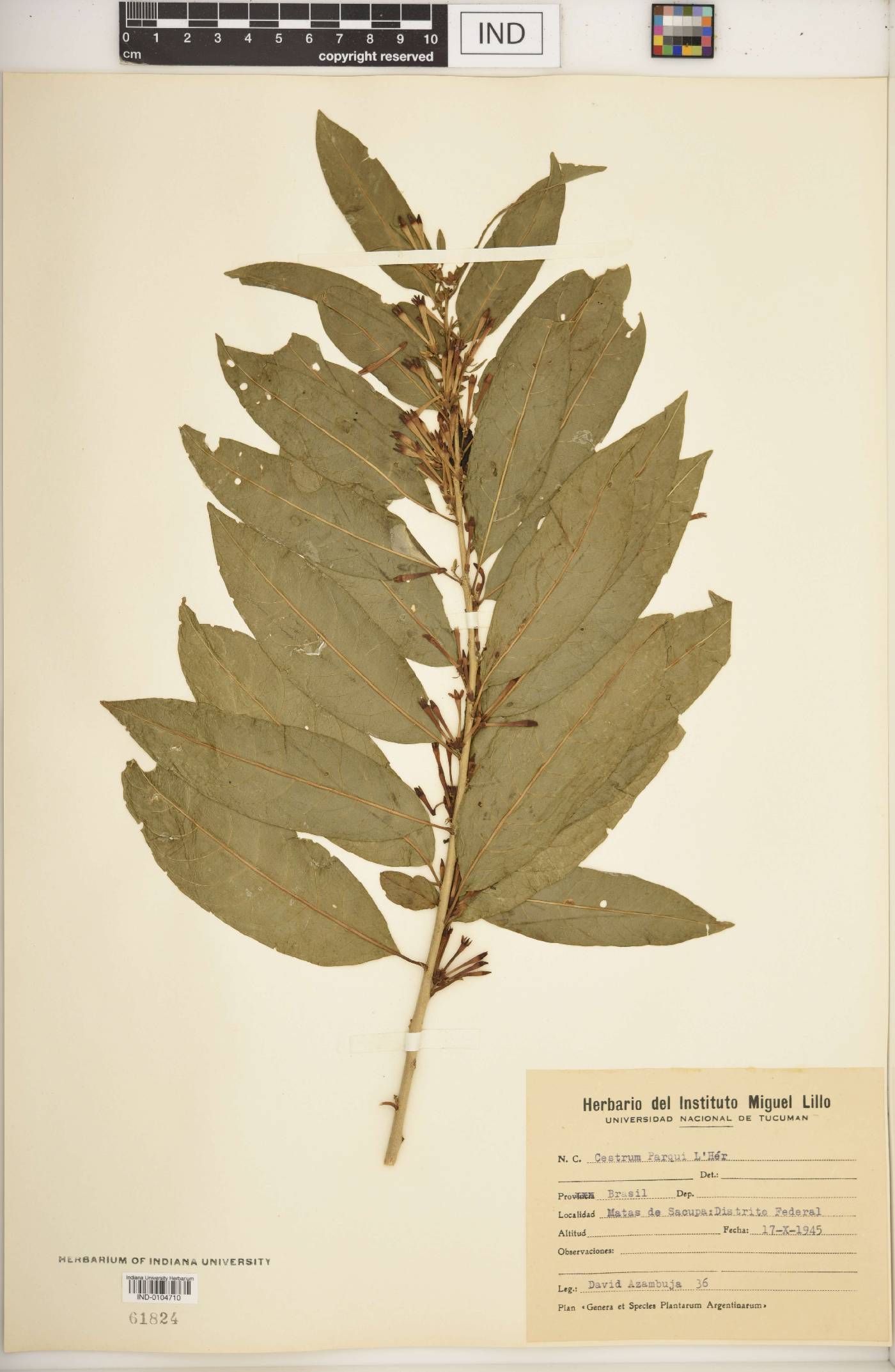 Cestrum parqui image