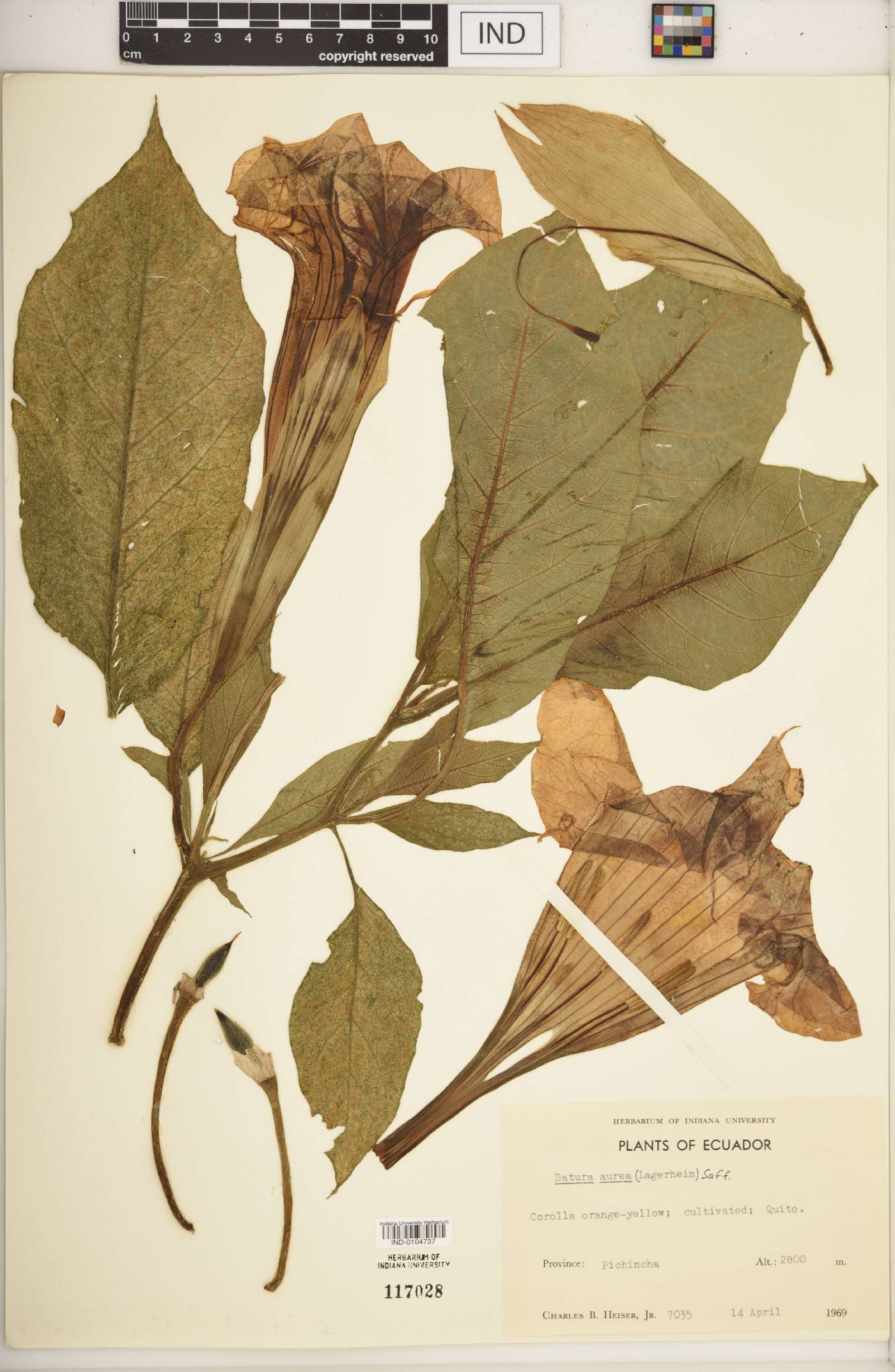 Datura aurea image