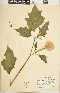 Datura stramonium image