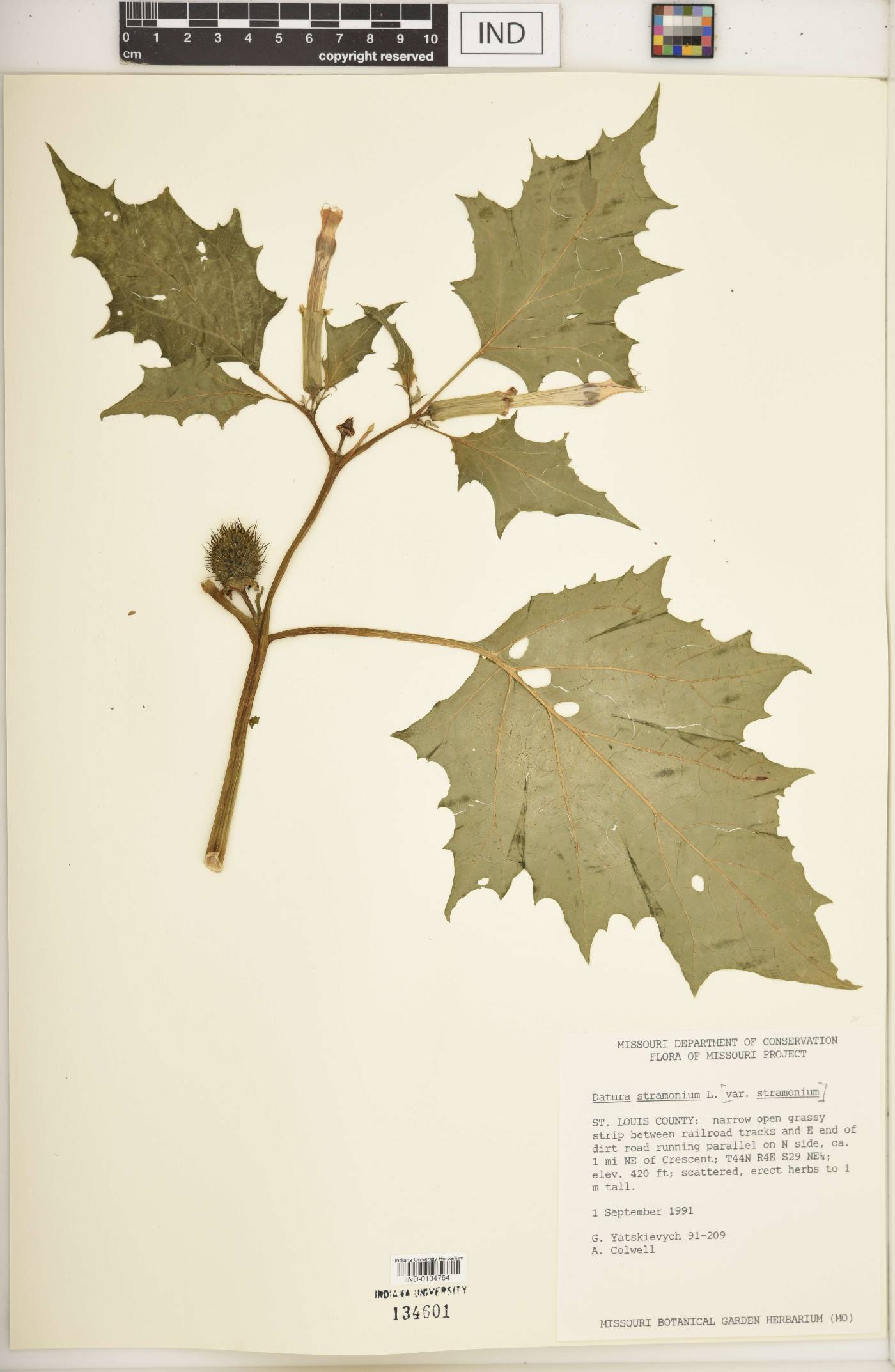 Datura stramonium var. stramonium image