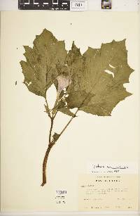 Datura stramonium image