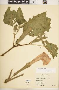 Datura wrightii image