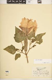 Datura wrightii image