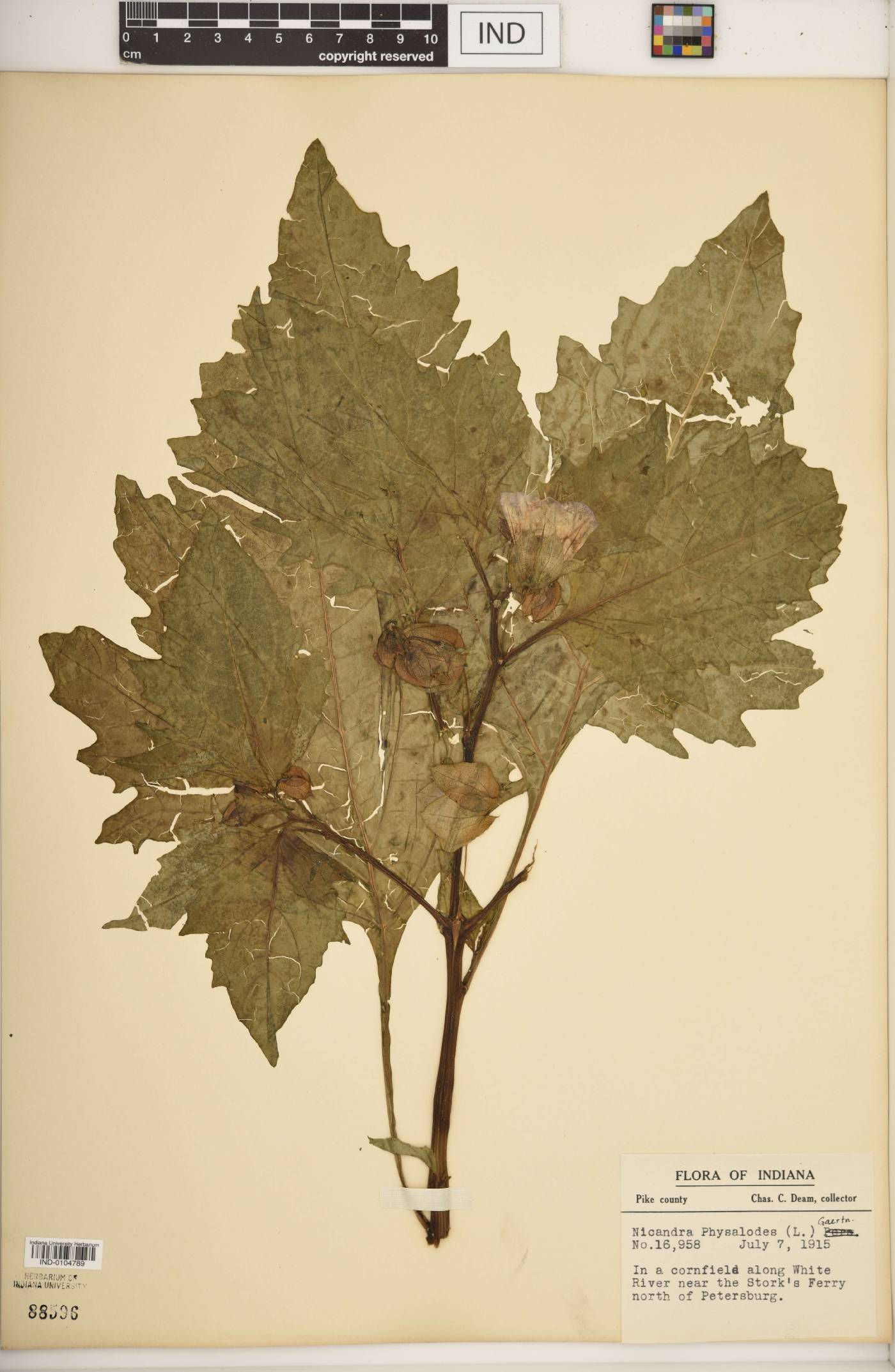 Nicandra physalodes image