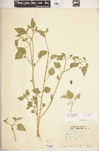 Physalis hederifolia var. fendleri image