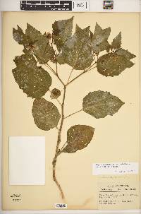 Physalis longifolia image