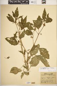 Physalis longifolia var. subglabrata image