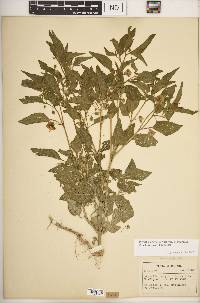 Physalis longifolia image