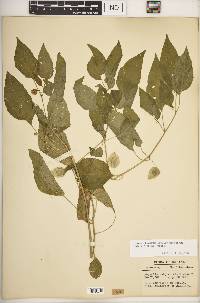 Physalis longifolia var. subglabrata image