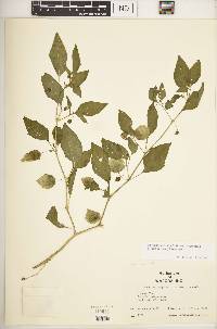 Physalis longifolia image