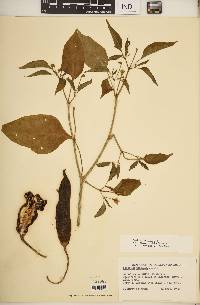 Capsicum pendulum image