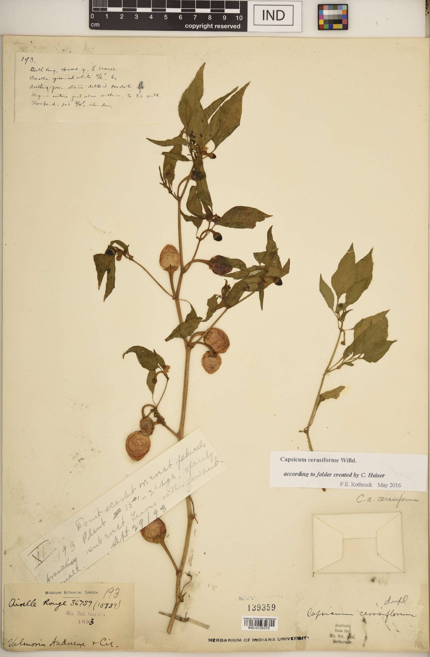 Capsicum cerasiforme image