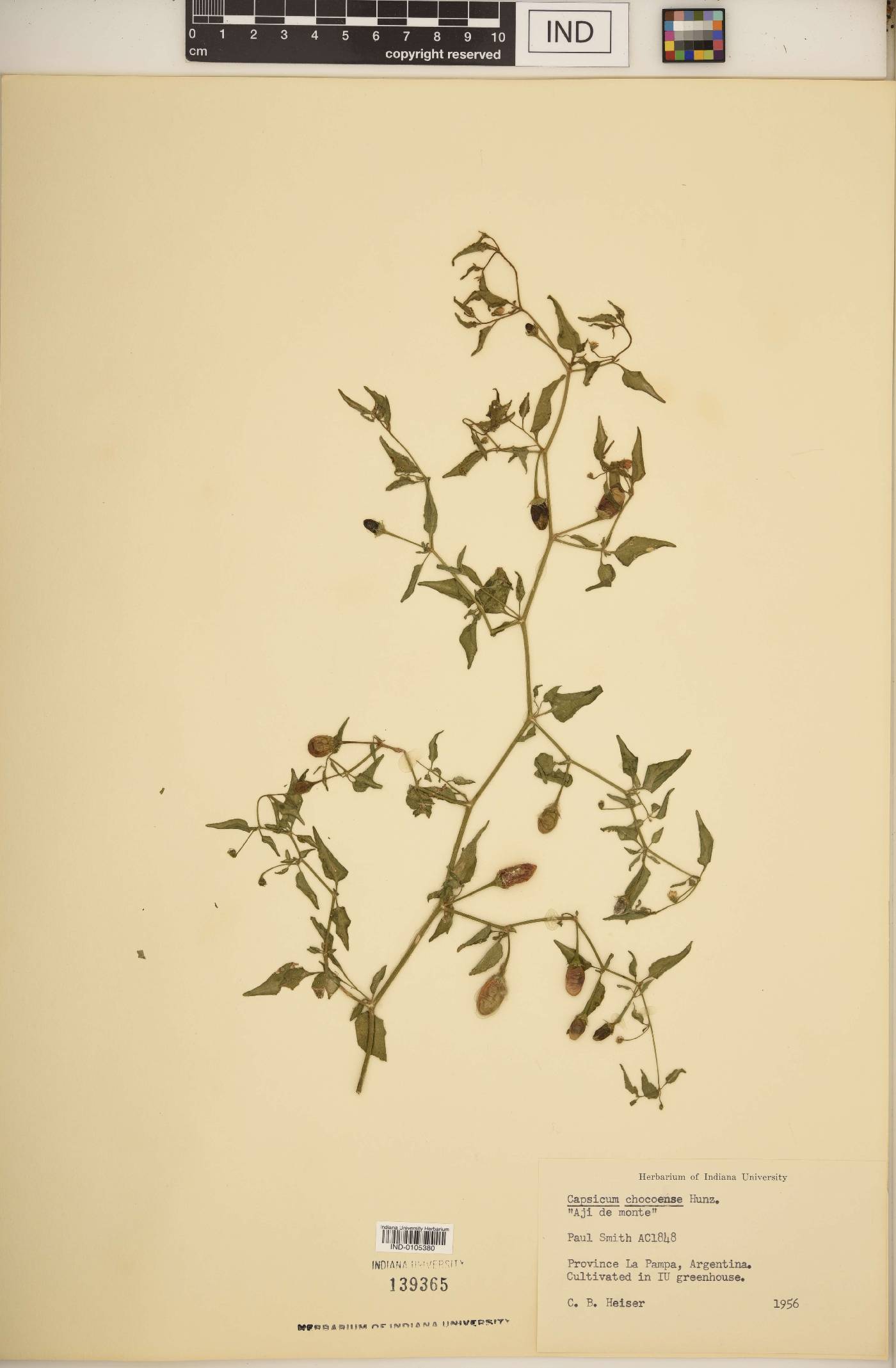 Capsicum chacoense image