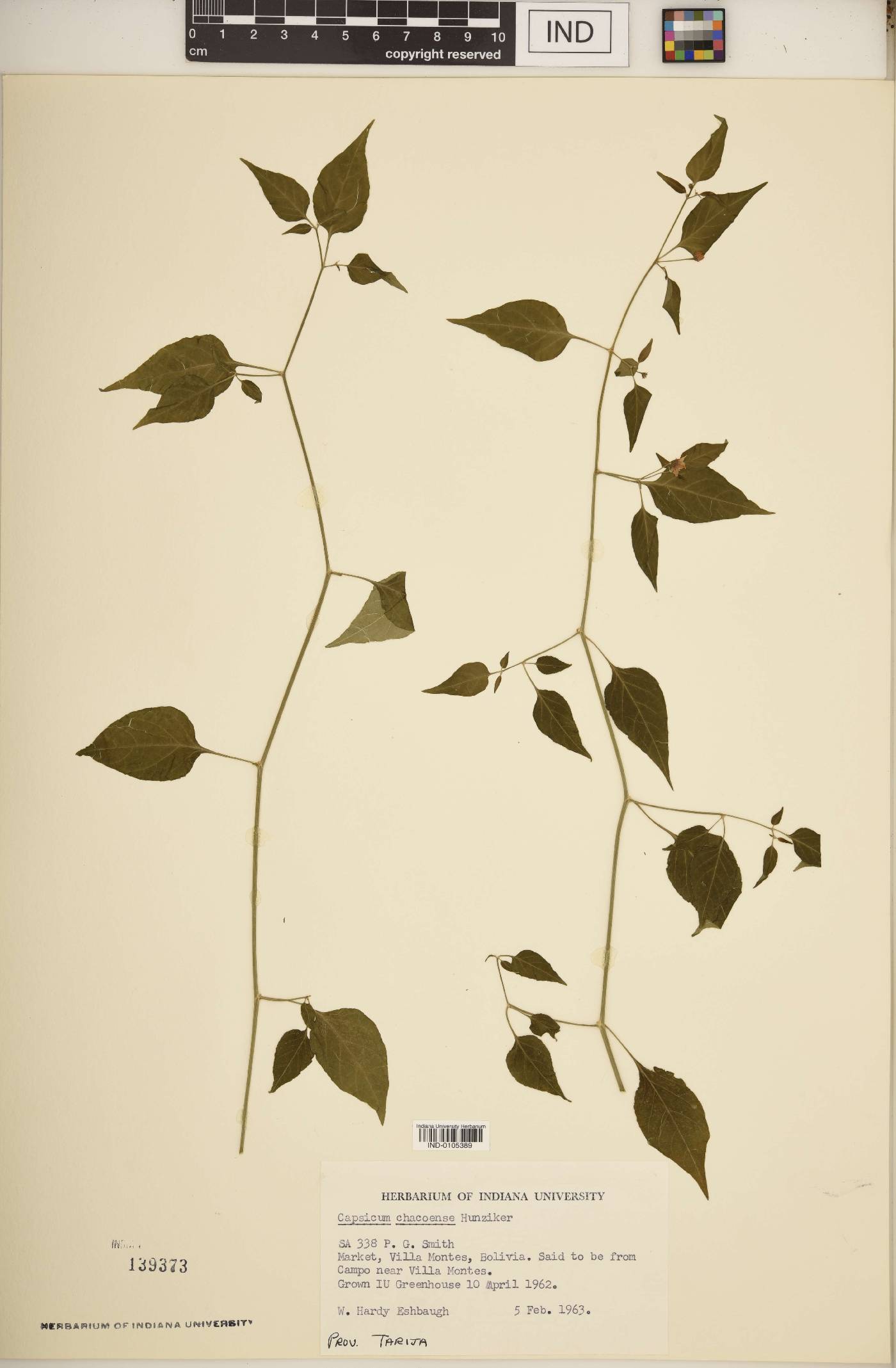Capsicum chacoense image