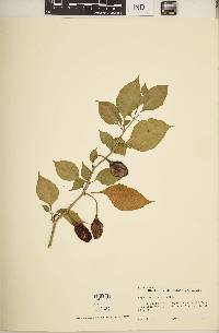 Capsicum chinense image