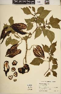 Capsicum chinense image