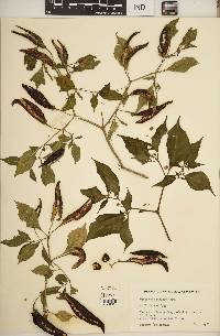 Capsicum chinense image