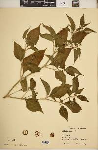 Capsicum chinense image