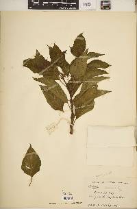 Capsicum chinense image