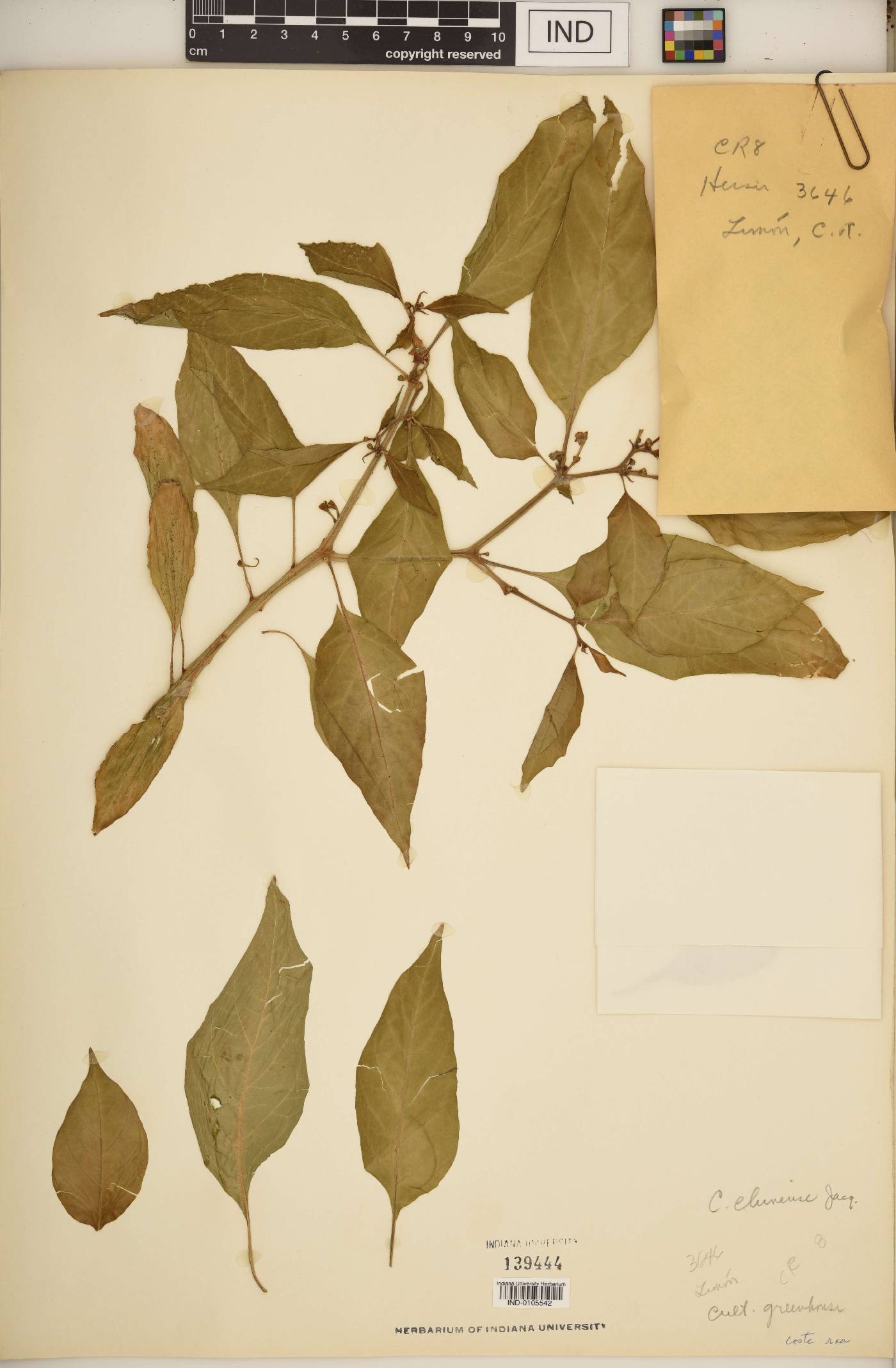 Capsicum chinense image