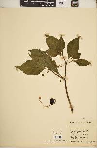Capsicum chinense image