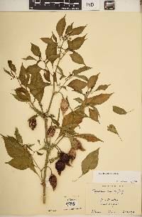 Capsicum chinense image