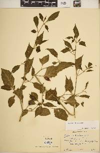 Capsicum chinense image