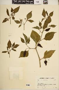 Capsicum chinense image